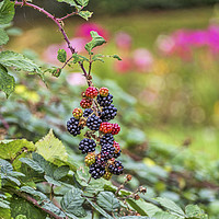 Buy canvas prints of Blackberry. by Angela Aird