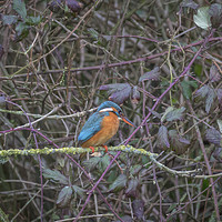 Buy canvas prints of Kingfisher. by Angela Aird