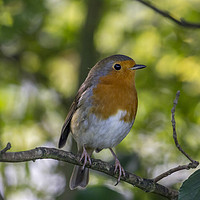 Buy canvas prints of  Robin Redbreast. by Angela Aird