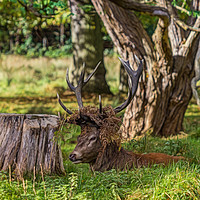 Buy canvas prints of  The Stag. by Angela Aird