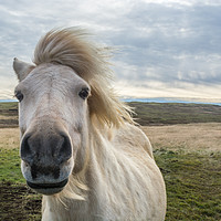 Buy canvas prints of Icelandic Horse. by Angela Aird