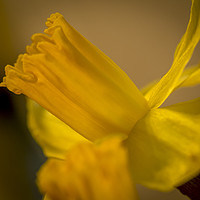 Buy canvas prints of Daffodil. by Angela Aird