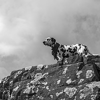 Buy canvas prints of Dalmatian. by Angela Aird