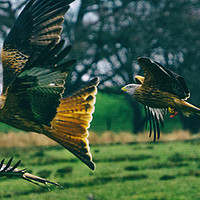 Buy canvas prints of Red Kites. by Angela Aird