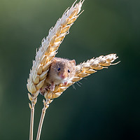 Buy canvas prints of Harvest Time. by Angela Aird