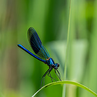Buy canvas prints of Damselfly. by Angela Aird
