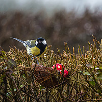 Buy canvas prints of Great Tit. by Angela Aird