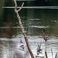 Buy canvas prints of Kingfisher. by Angela Aird