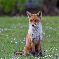 Buy canvas prints of Red Fox. by Angela Aird