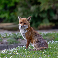 Buy canvas prints of Foxy. by Angela Aird