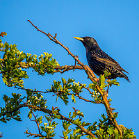 Buy canvas prints of  Starling. by Angela Aird