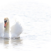 Buy canvas prints of Mute Swan. by Angela Aird