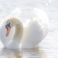 Buy canvas prints of Swan Lake. by Angela Aird
