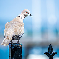 Buy canvas prints of Collared Dove. by Angela Aird