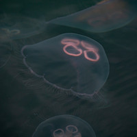 Buy canvas prints of Moon Jellyfish. by Angela Aird