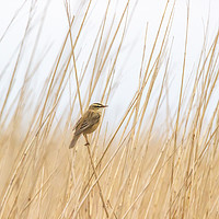 Buy canvas prints of Sedge Warbler. by Angela Aird