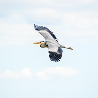 Buy canvas prints of Heron. by Angela Aird