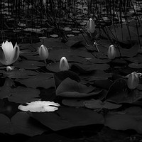 Buy canvas prints of Lily Pad. by Angela Aird