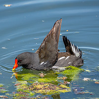 Buy canvas prints of Moorhen. by Angela Aird