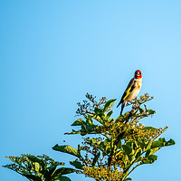 Buy canvas prints of Goldfinch. by Angela Aird
