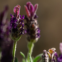 Buy canvas prints of Lavender. by Angela Aird