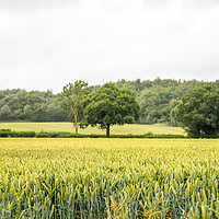 Buy canvas prints of Wheat Field. by Angela Aird