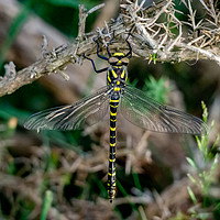 Buy canvas prints of Golden-ringed Dragonfly. by Angela Aird