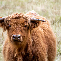 Buy canvas prints of Highland Cow. by Angela Aird