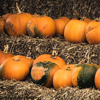 Buy canvas prints of Pumpkins by Angela Aird