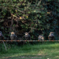 Buy canvas prints of  Starlings. by Angela Aird