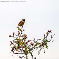 Buy canvas prints of Stonechat. by Angela Aird