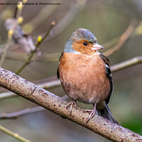 Buy canvas prints of Chaffinch. by Angela Aird