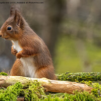 Buy canvas prints of Red Squirrel. by Angela Aird