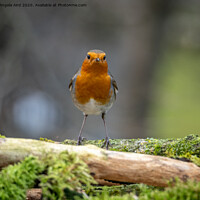 Buy canvas prints of Robin by Angela Aird