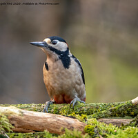 Buy canvas prints of Woodpecker by Angela Aird