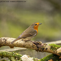 Buy canvas prints of Robin Redbreast. by Angela Aird