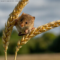 Buy canvas prints of Harvest Mouse. by Angela Aird