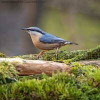 Buy canvas prints of Nuthatch. by Angela Aird