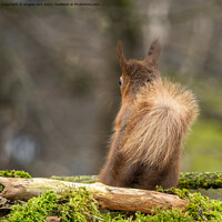 Buy canvas prints of Red Squirrel. by Angela Aird
