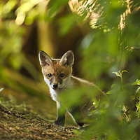 Buy canvas prints of Cute Fox Cub by Calum Dickson