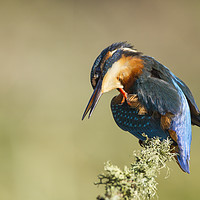 Buy canvas prints of Kingfisher Itch by Calum Dickson