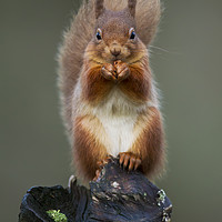 Buy canvas prints of Red Squirrel by Calum Dickson