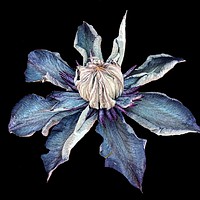 Buy canvas prints of Blue Clematis by Henry Horton