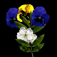 Buy canvas prints of Pansy and Cherry Blossom by Henry Horton