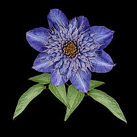 Buy canvas prints of Blue Clematis by Henry Horton