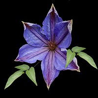 Buy canvas prints of A garden clematis by Henry Horton