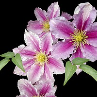 Buy canvas prints of Tumbling Clematis by Henry Horton