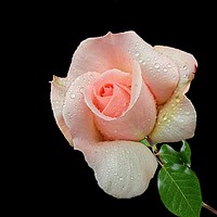Buy canvas prints of A Pink Rose by Henry Horton