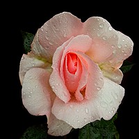 Buy canvas prints of Roses And Rain by Henry Horton