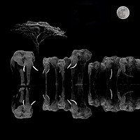Buy canvas prints of Elephants At The River by Henry Horton